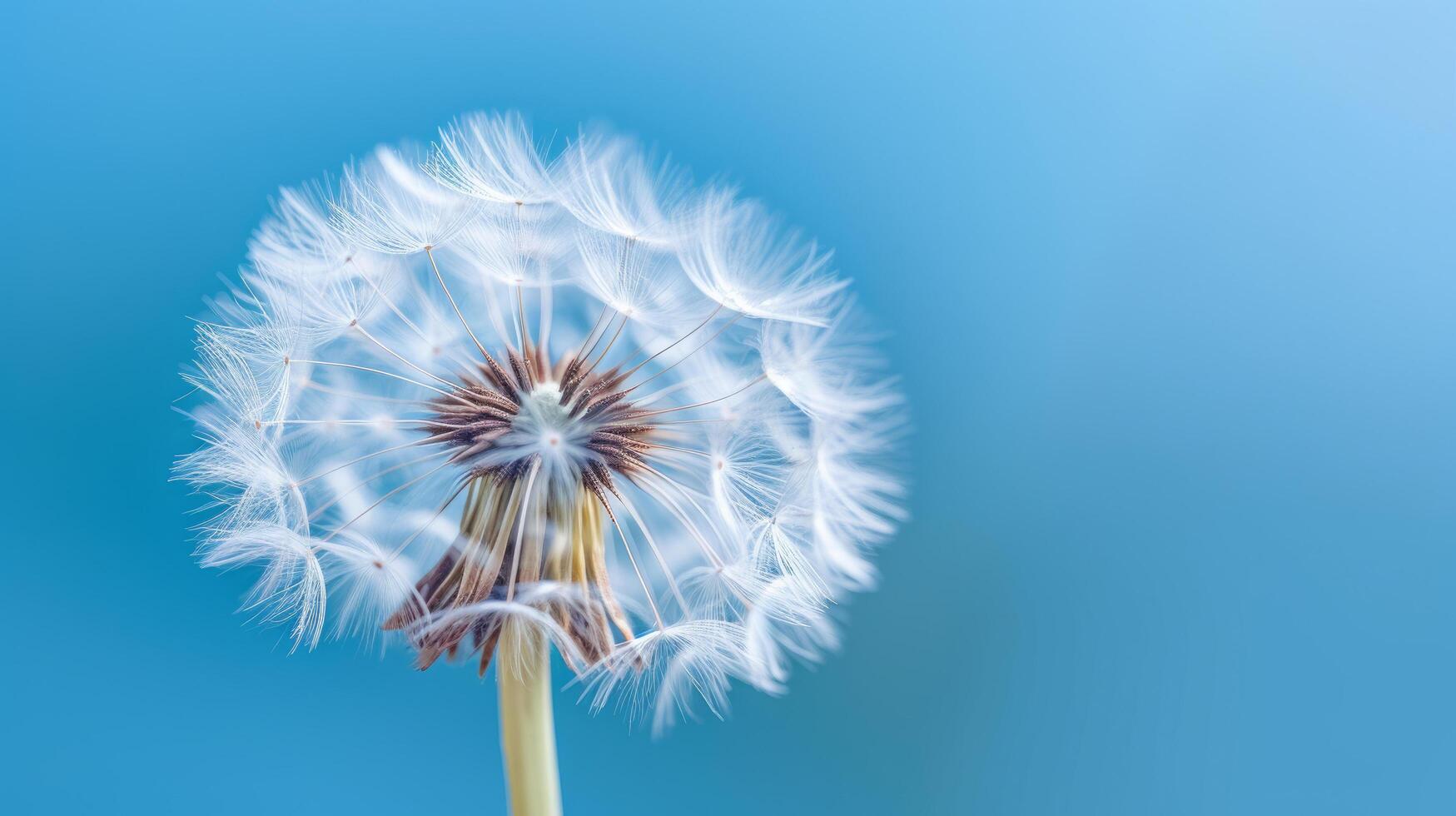 Dandelion on blue background. Illustration photo