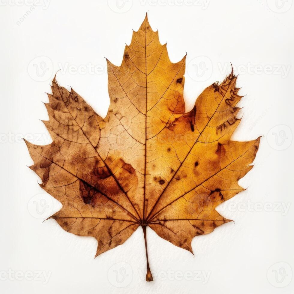 Autumn leaf isolated. Illustration photo