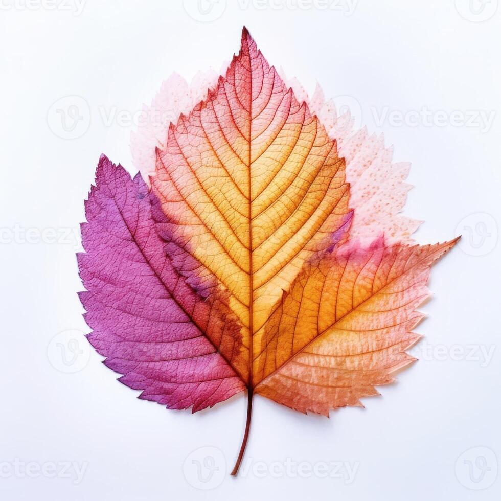 Autumn leaf isolated. Illustration photo