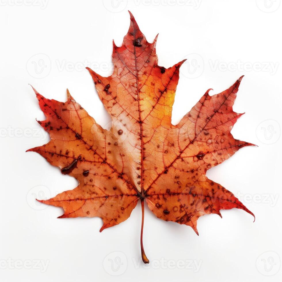 Autumn leaf isolated. Illustration photo
