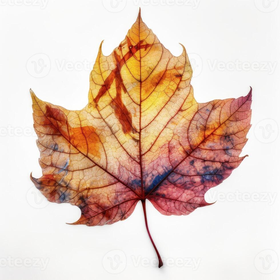 Autumn leaf isolated. Illustration photo