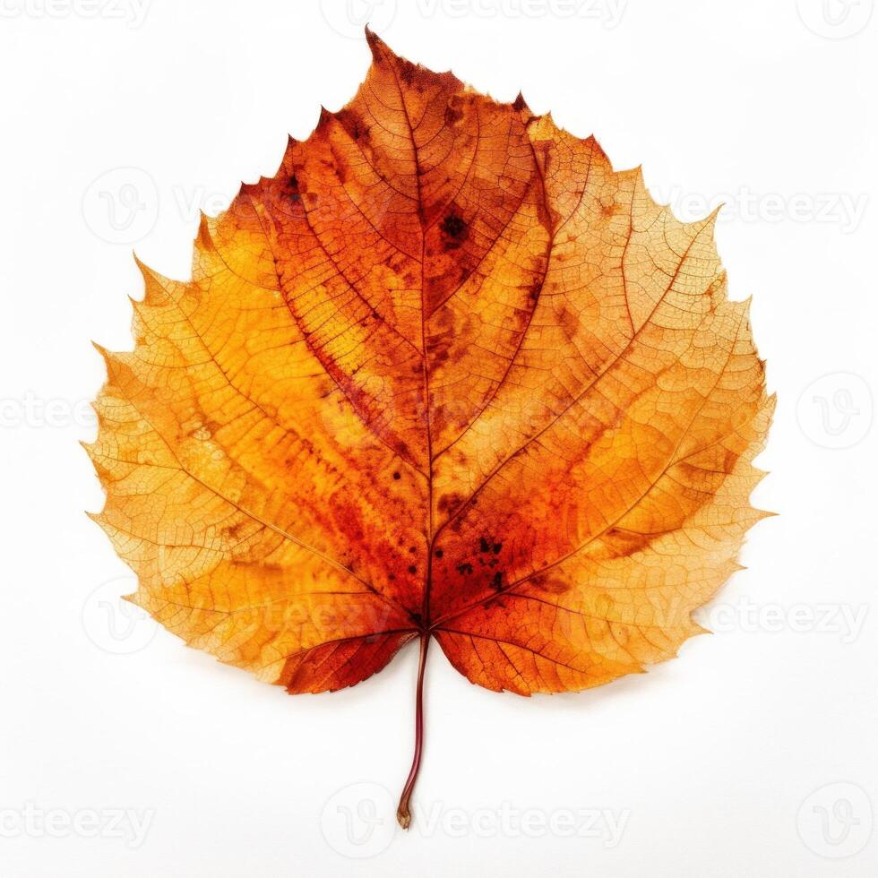 Autumn leaf isolated. Illustration photo