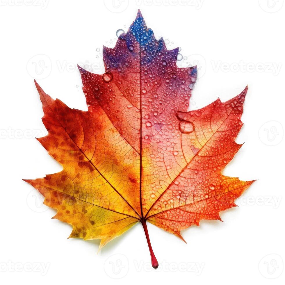Autumn leaf isolated. Illustration photo