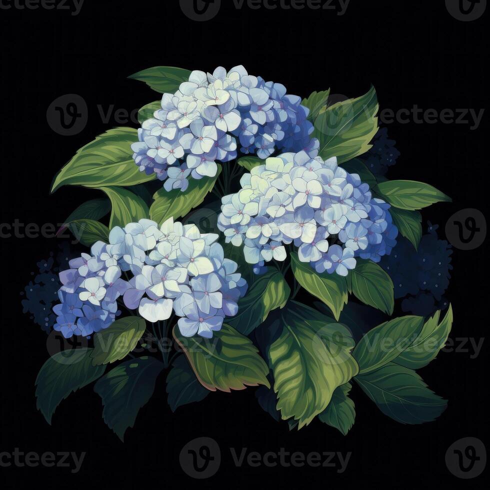 Hydrangea bush in blossom in flowerpot isolated Illustration photo