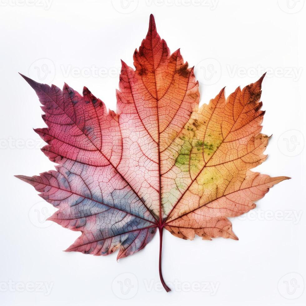 Autumn leaf isolated. Illustration photo