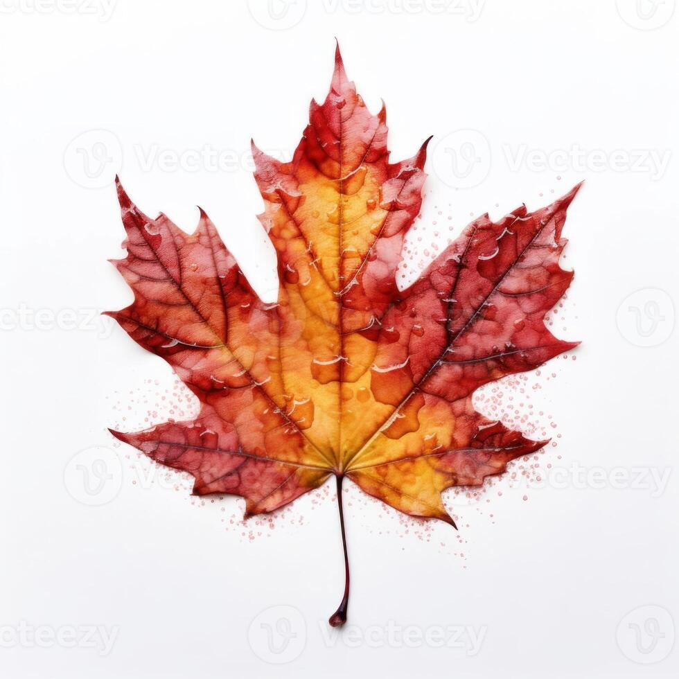 Autumn leaf isolated. Illustration photo