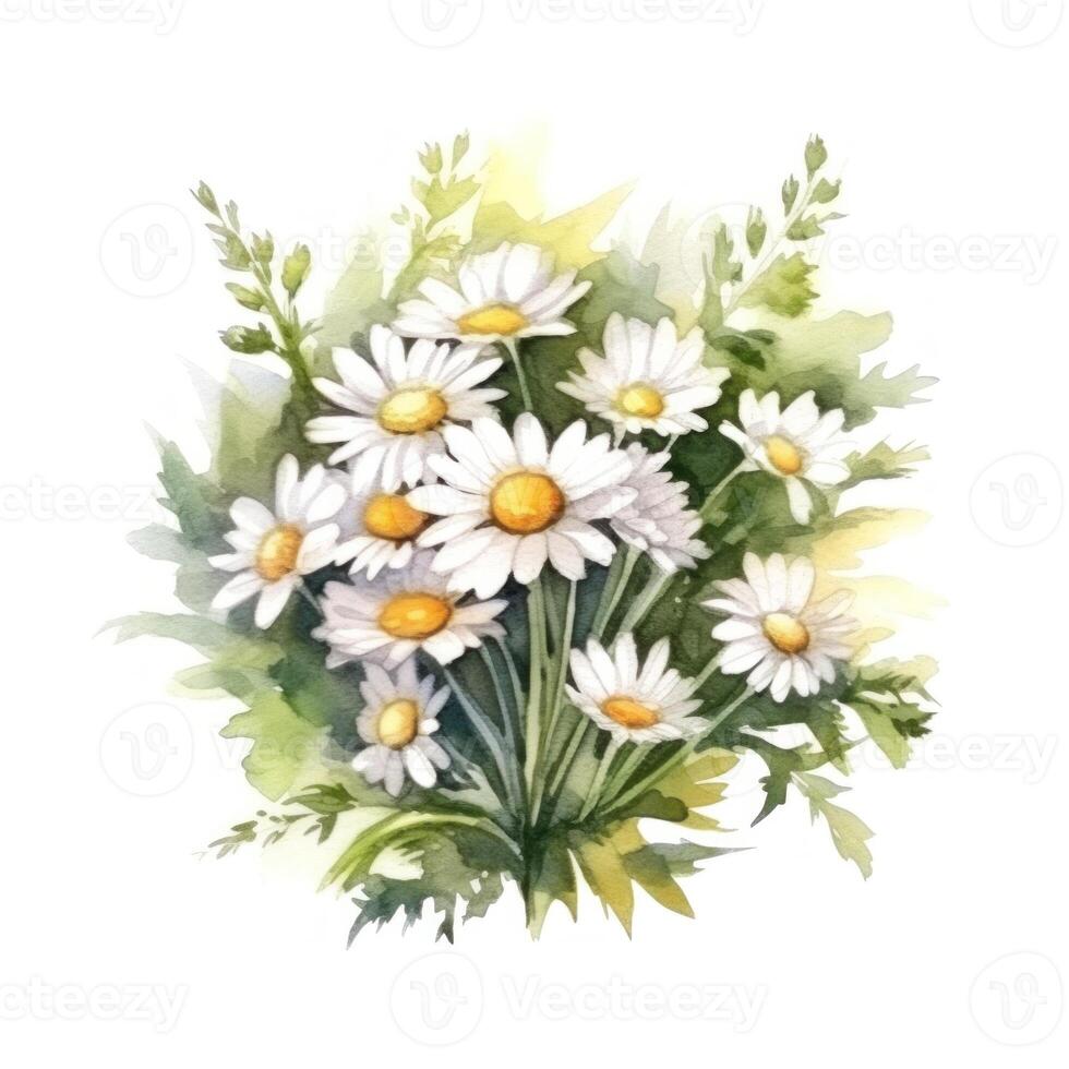 Watercolor chamomile isolated. Illustration photo