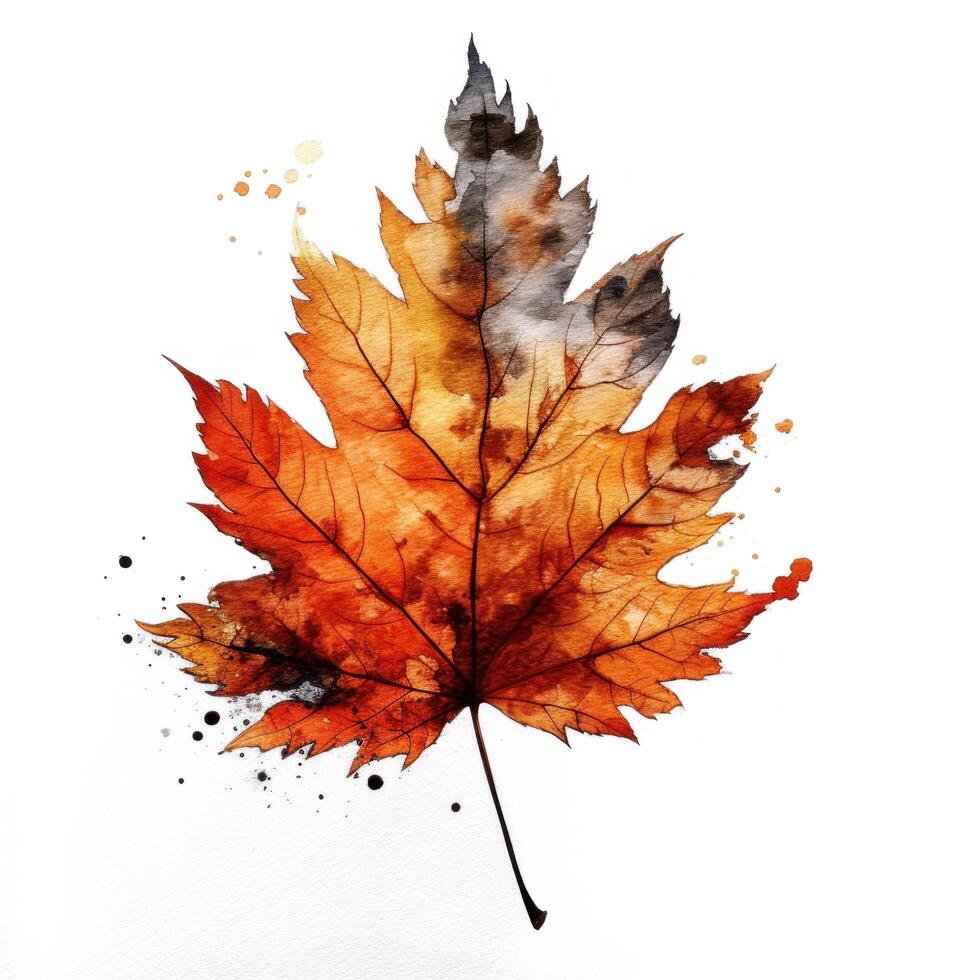Autumn leaf isolated. Illustration photo