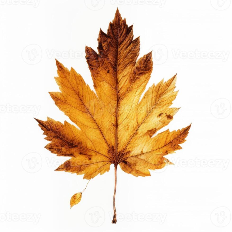 Autumn leaf isolated. Illustration photo