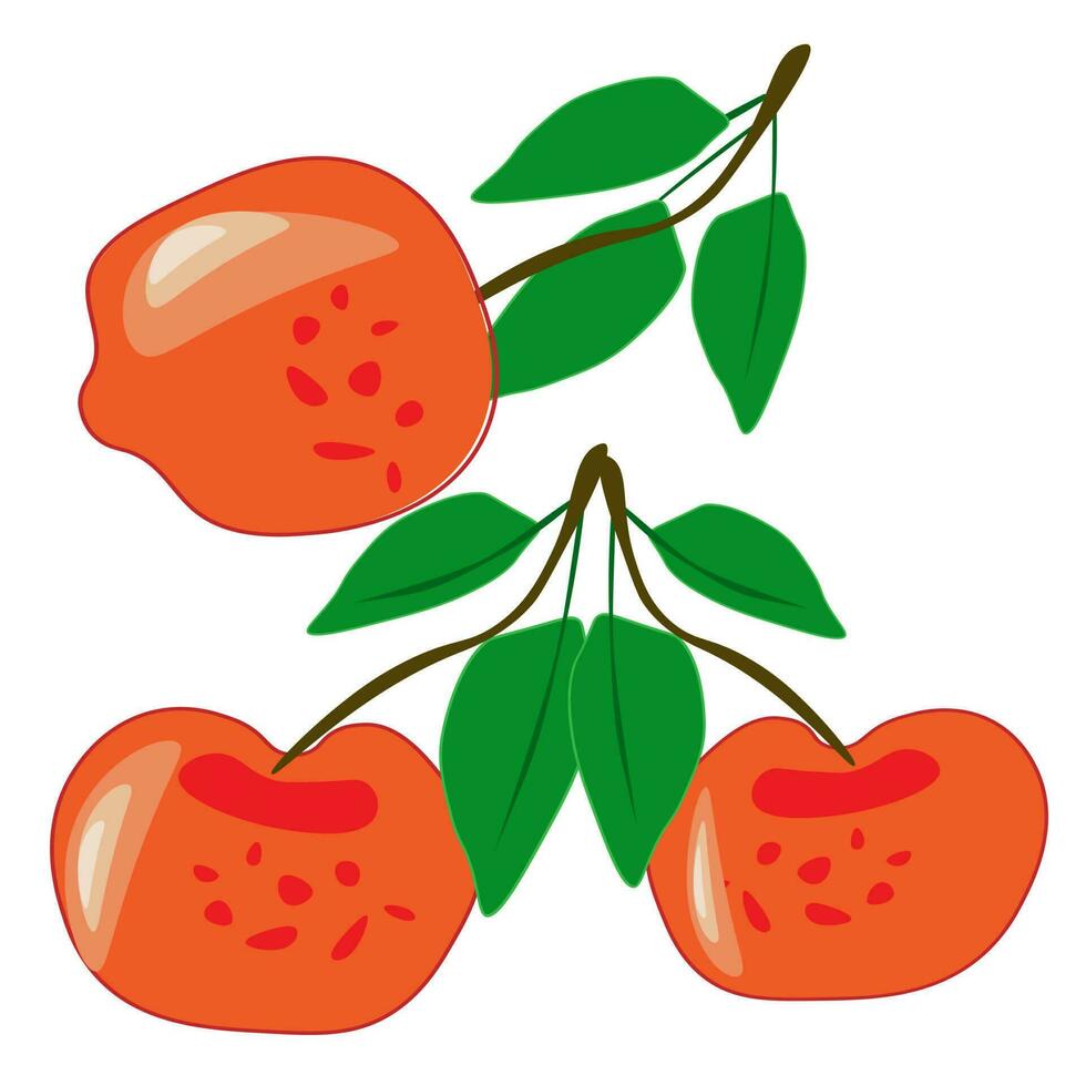 Fresh tropical fruits.A variety of fresh fruits and juices. Vector illustration of the vegetarian menu.