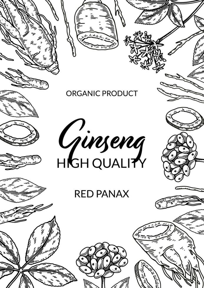 ginseng vertical diseño. mano dibujado botánico vector ilustración en bosquejo estilo. lata ser usado para embalaje, etiqueta, insignia. herbario medicina antecedentes