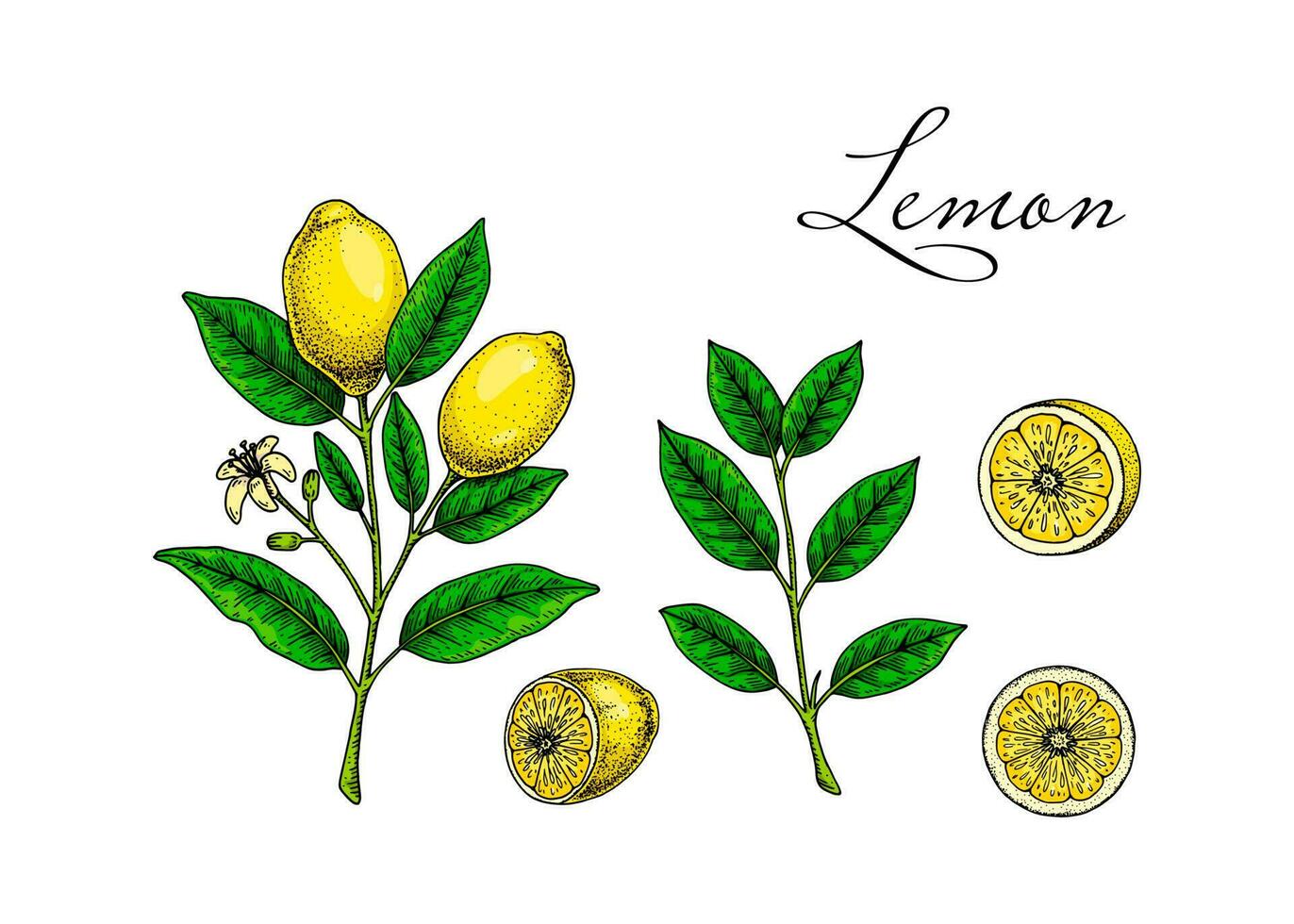 Lemon fruit, branches, leaves and slices. Colorful hand drawn vector illustration in sketch style. Tropical exotic citrus fruit summer design elements