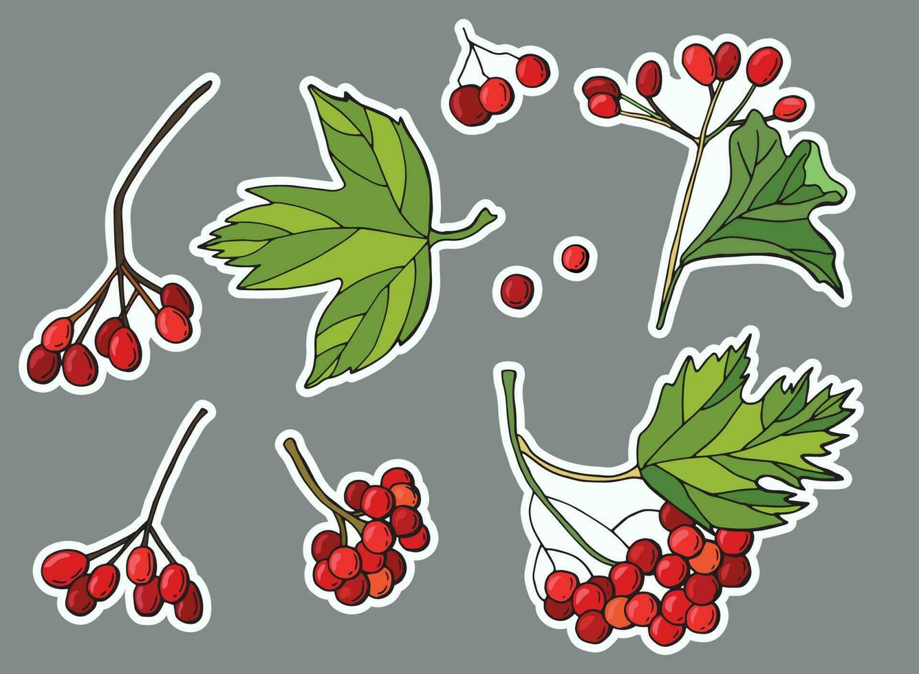 Viburnum sticker set. Berries, clusters of viburnum. vector