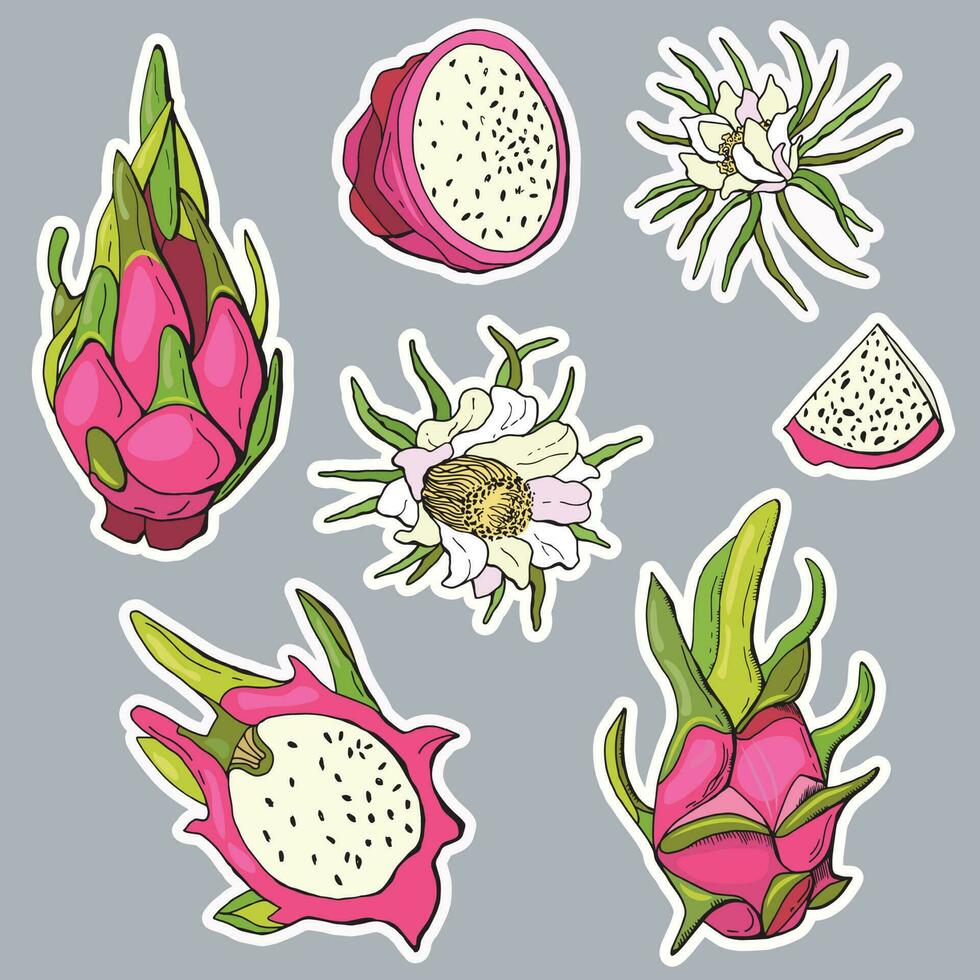 Dragon fruit sticker set. Pitahaya fruit. vector