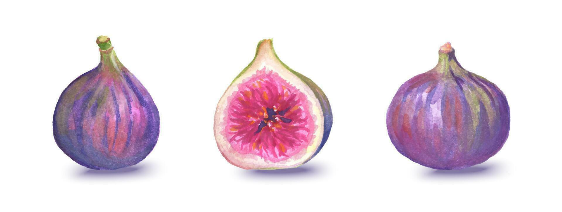 Set of watercolor half and whole figs isolated on white background. Vector realistic illustration of fruit.