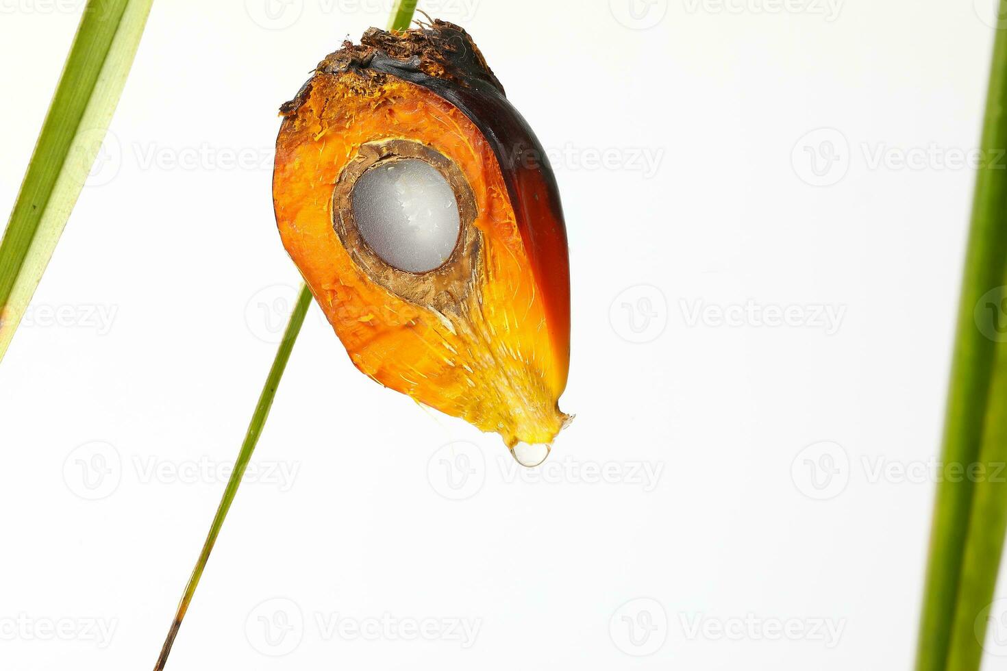 Oil Palm Fruit Product photo