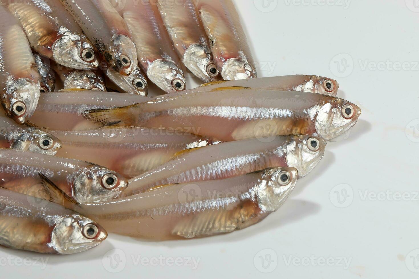 fresh raw commersons hardenbergs indian deviss long jawed teri anchovy