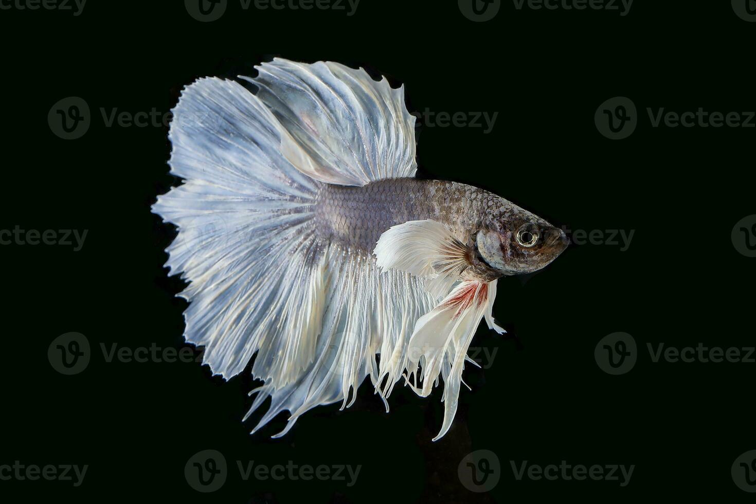 Colourful Beta fighter fish photo