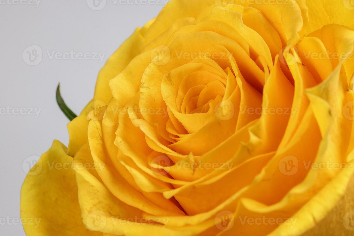 Yellow rose flower closeup macro petals circle on white background photo