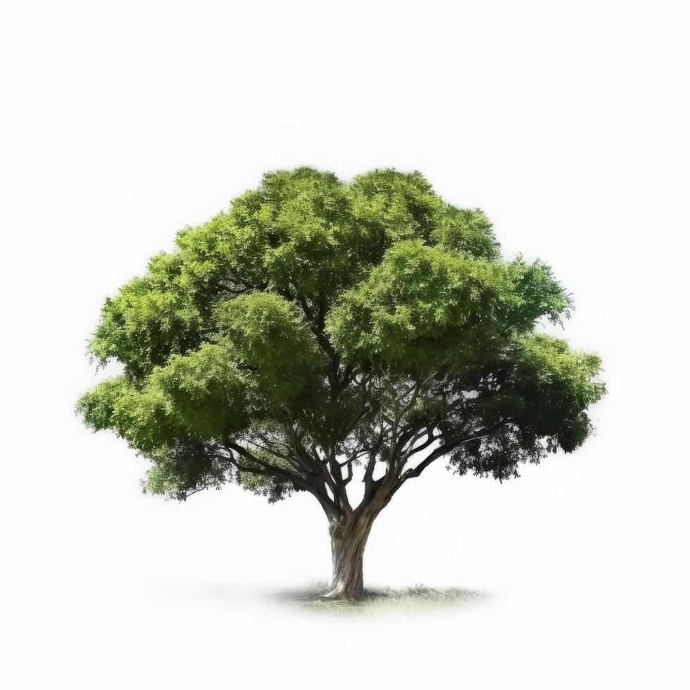 Green tree isolated. Illustration photo