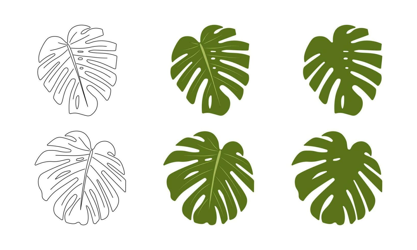 Set of Various Monstera Leaves vector