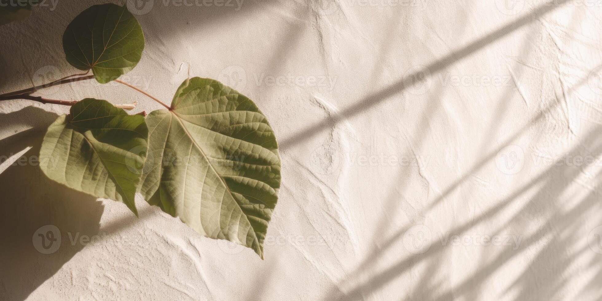 Minimal abstract concrete texture background, neutral colored background wall textured surface with shadow for cosmetic spa health wellness product presentation. illustration photo