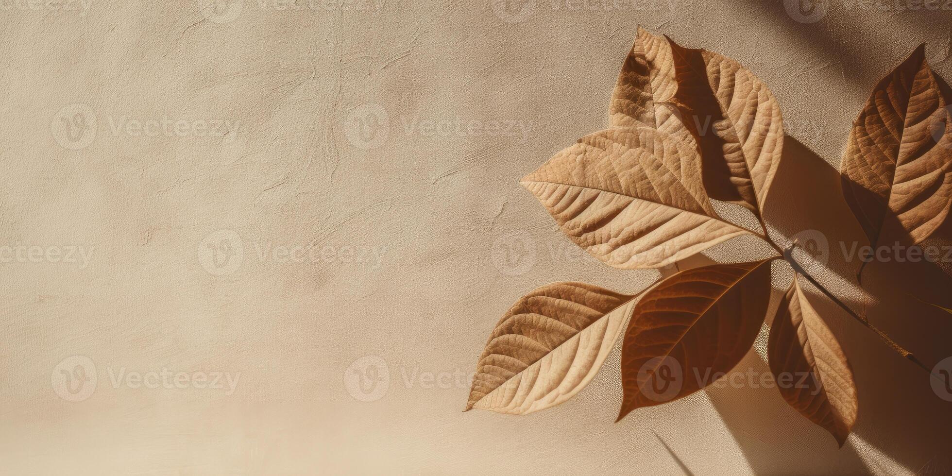 Minimal abstract concrete texture background, neutral colored background wall textured surface with shadow for cosmetic spa health wellness product presentation. illustration photo