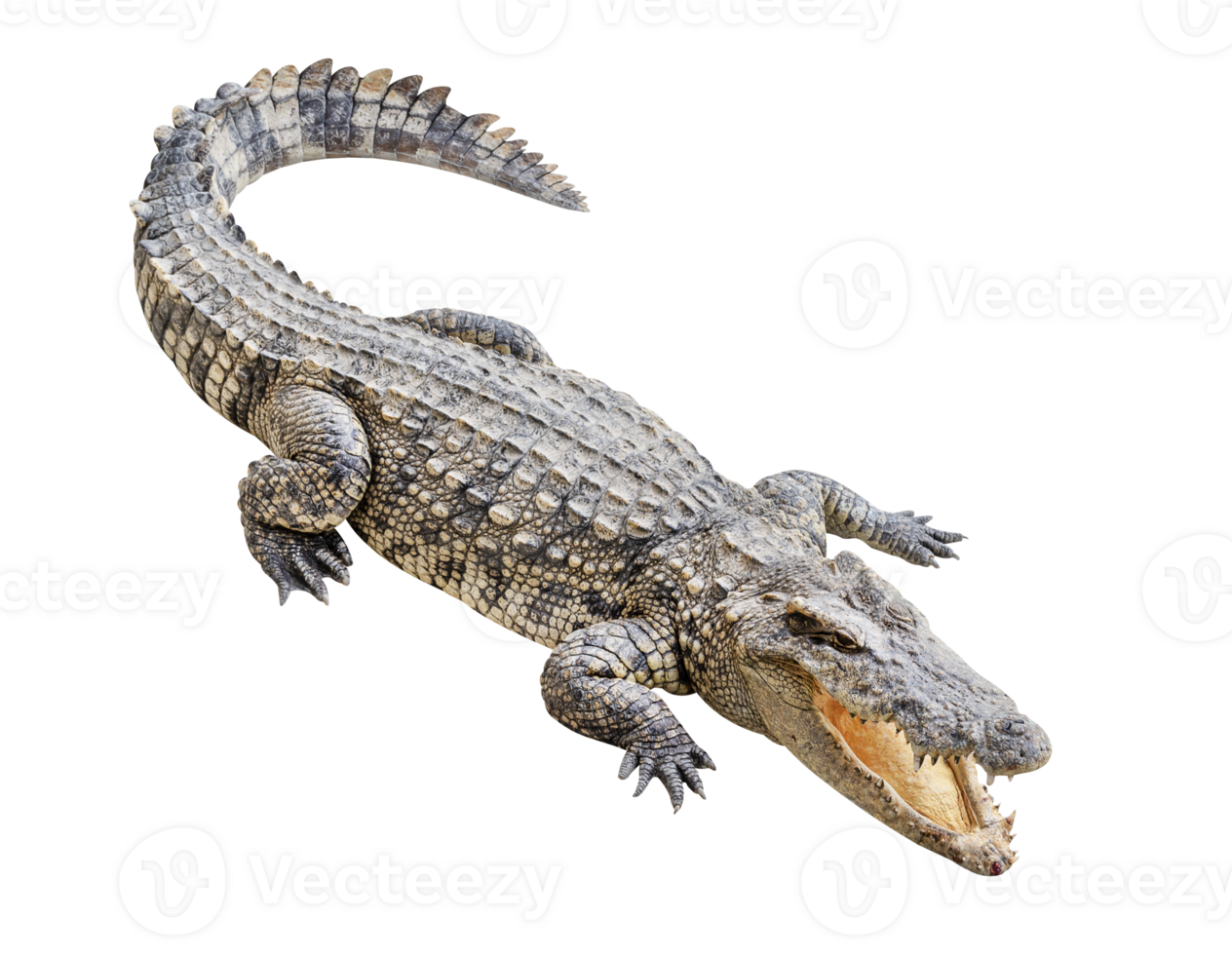 Siamese crocodile open mouth png