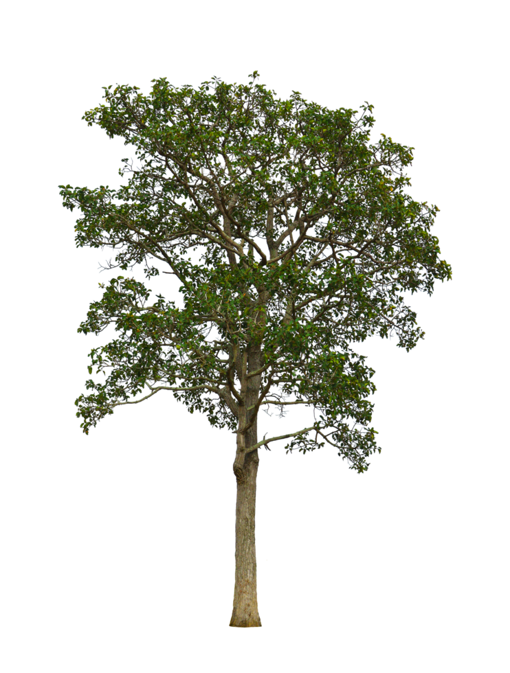 árbol sobre fondo transparente png