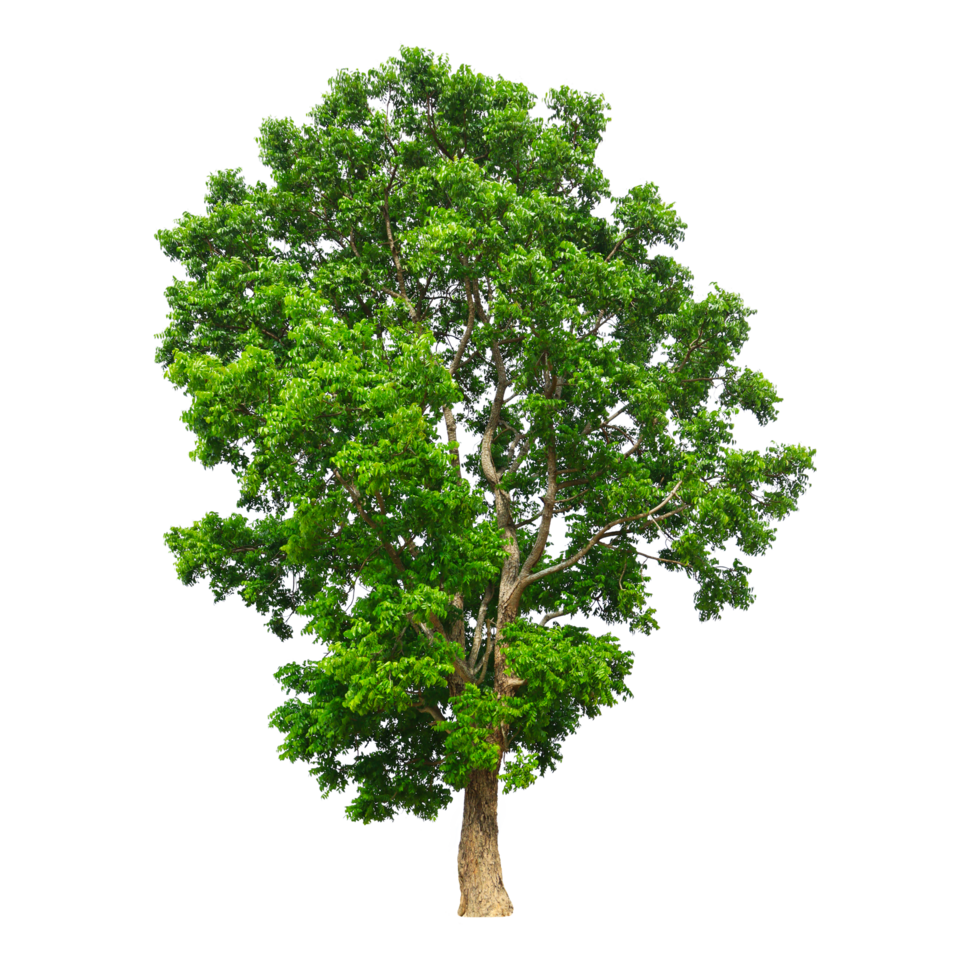 albero su sfondo trasparente png