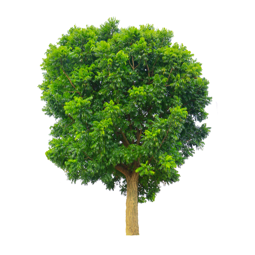 Trees on transparent background for illustration png