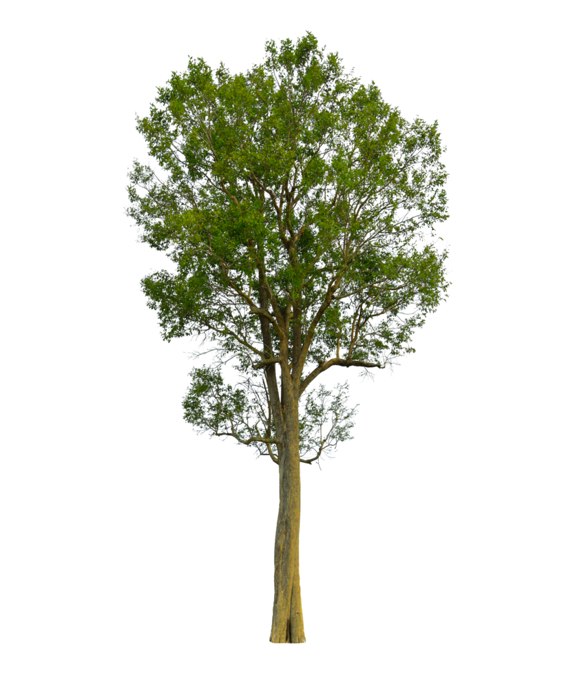 árbol sobre fondo transparente png