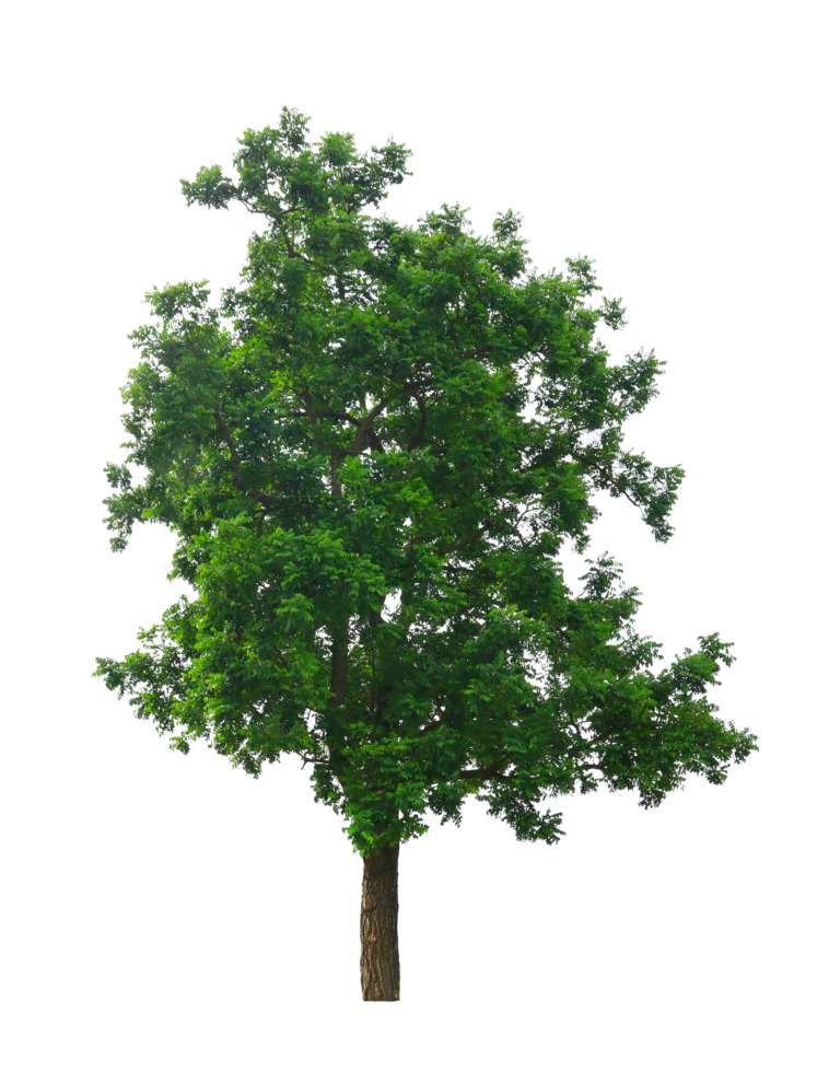 tree on transparent background png