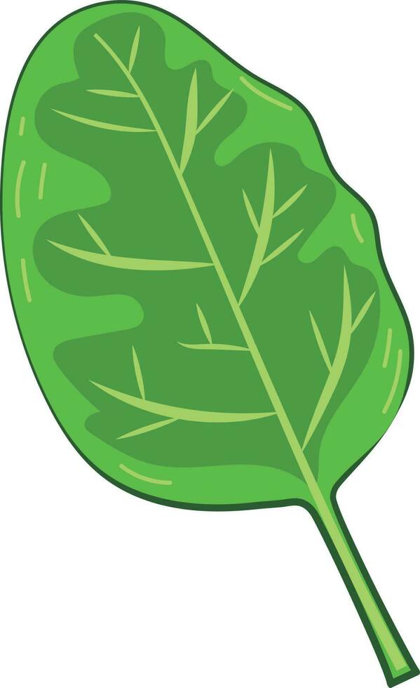 Fresh Green Spinach Leaf Vegetable vector