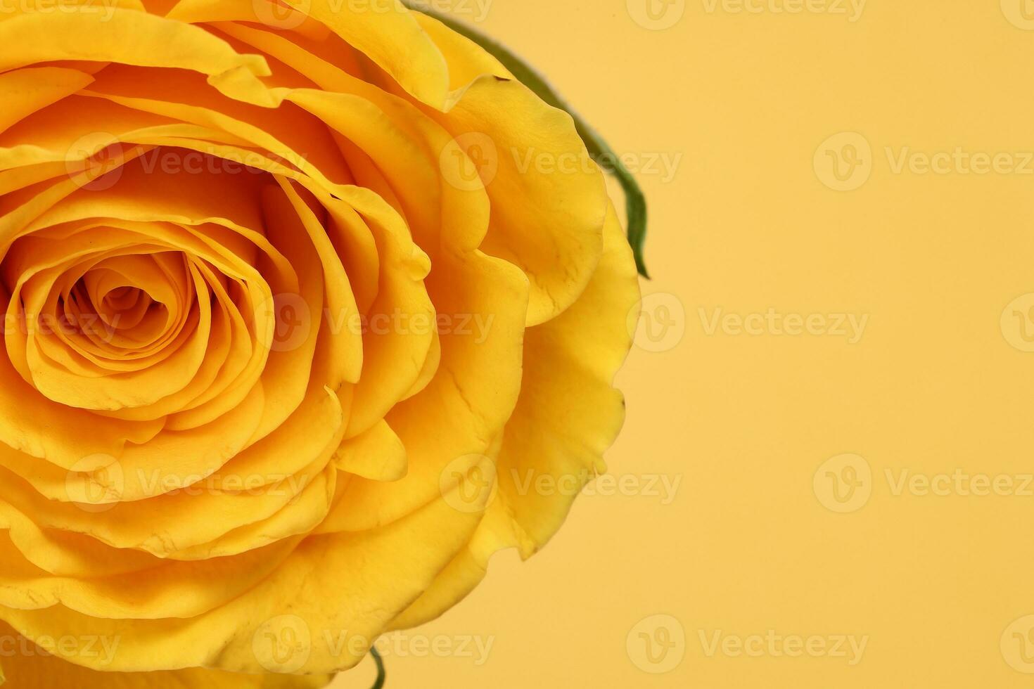 Yellow rose flower closeup macro petals circle on yellow paper background photo