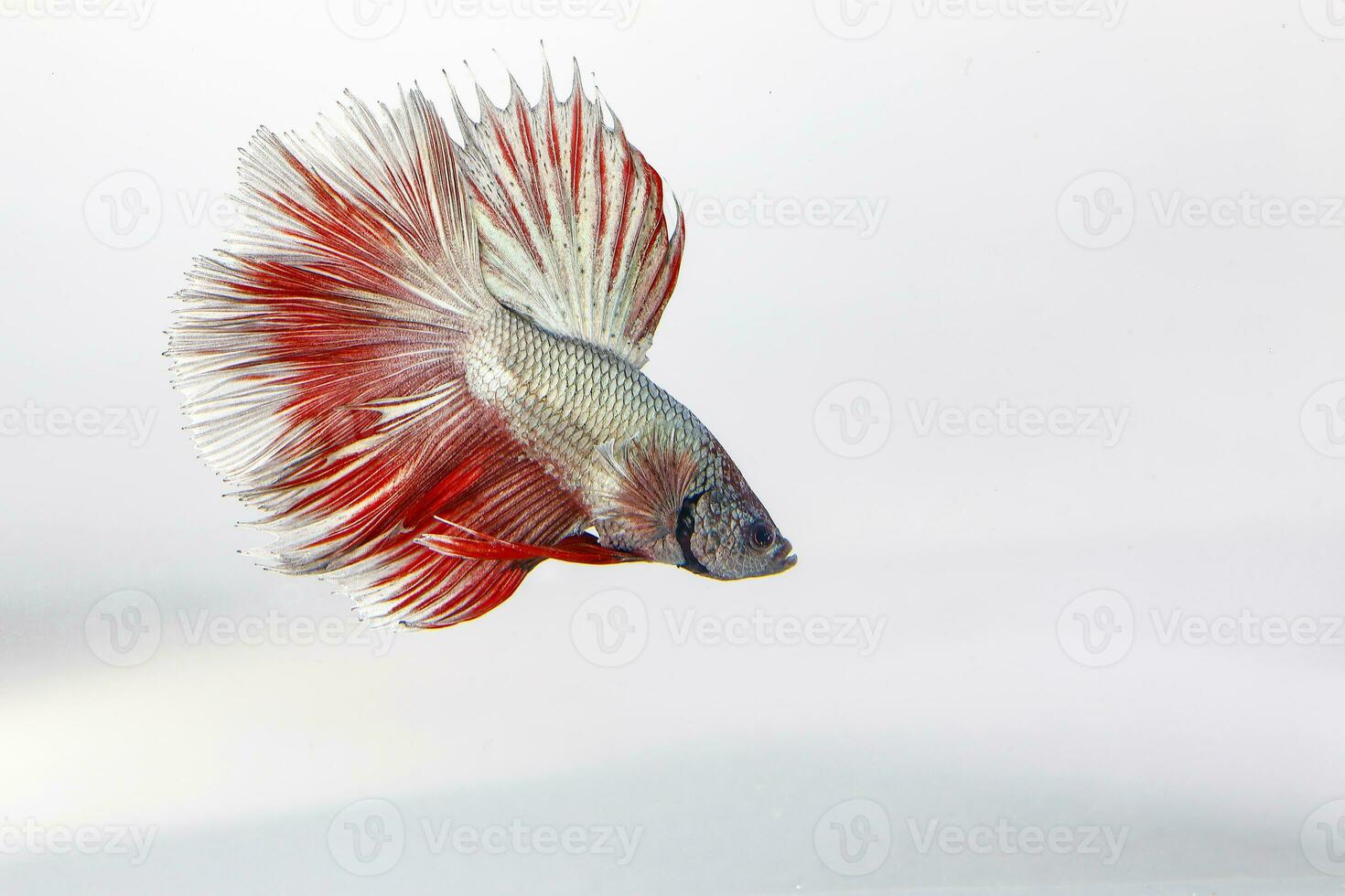 Colourful Beta fighter fish photo