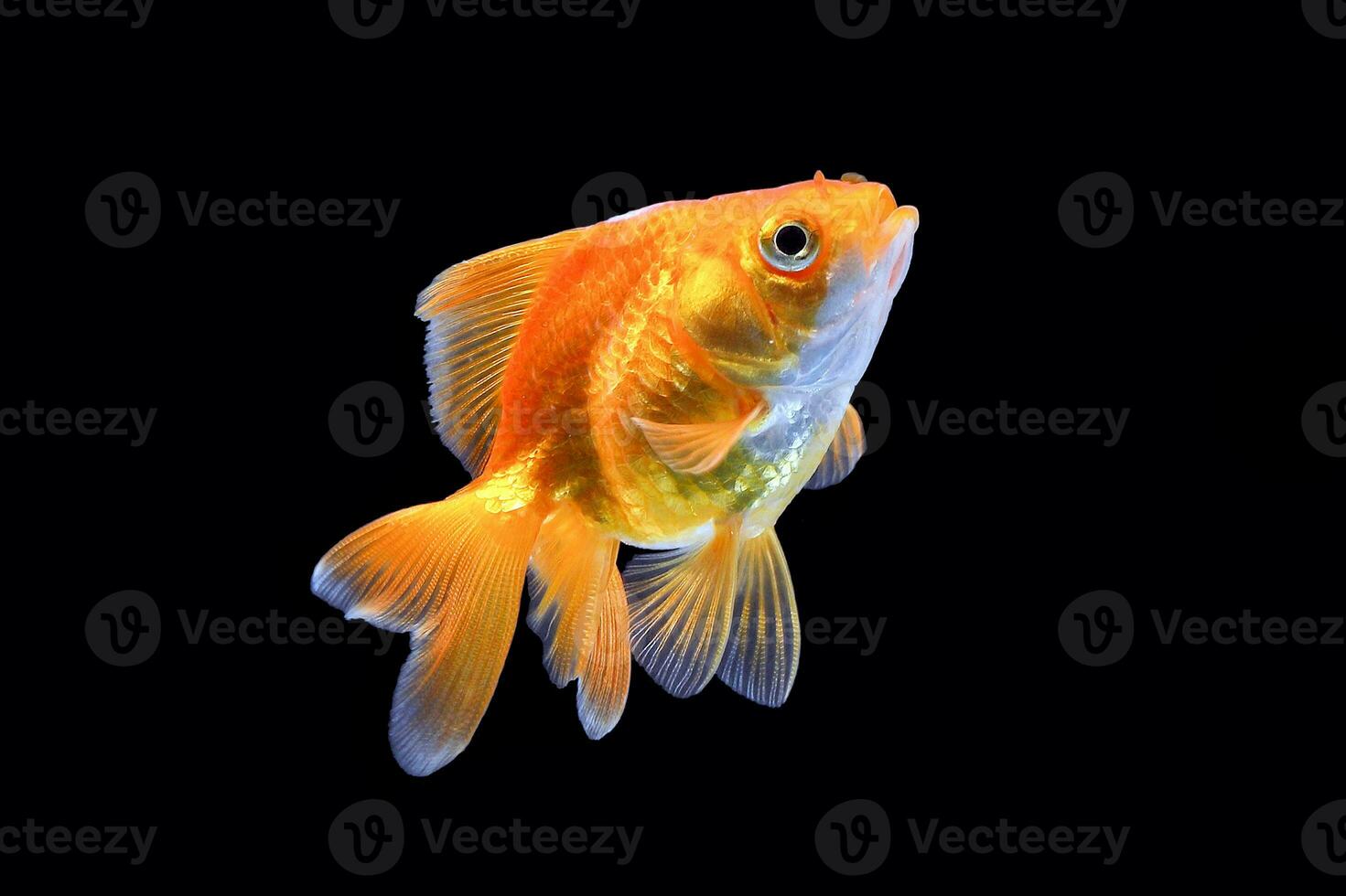 GoldFish aquarium pet photo