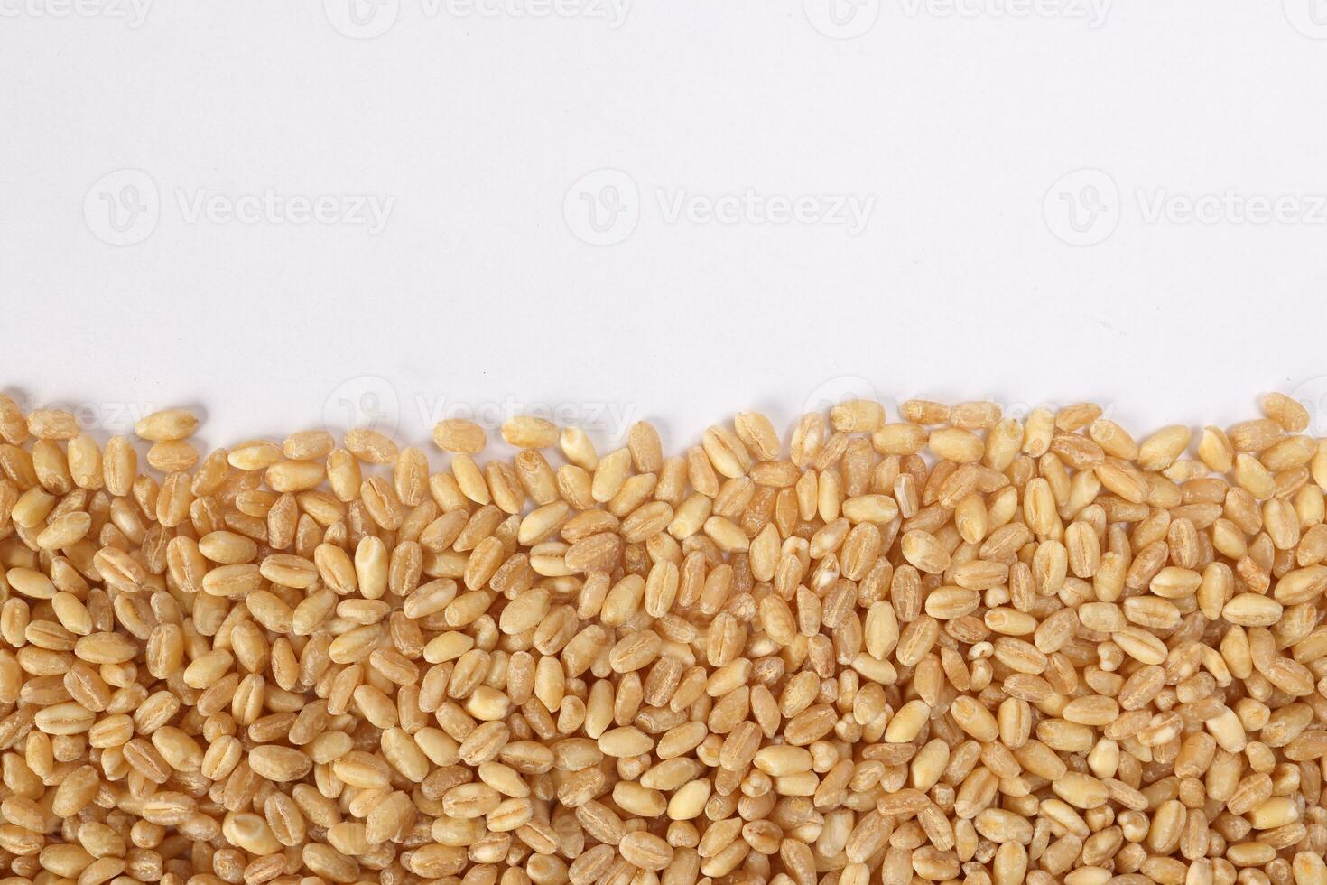 Wheat grain horizontal line frame border copy text space on white background photo