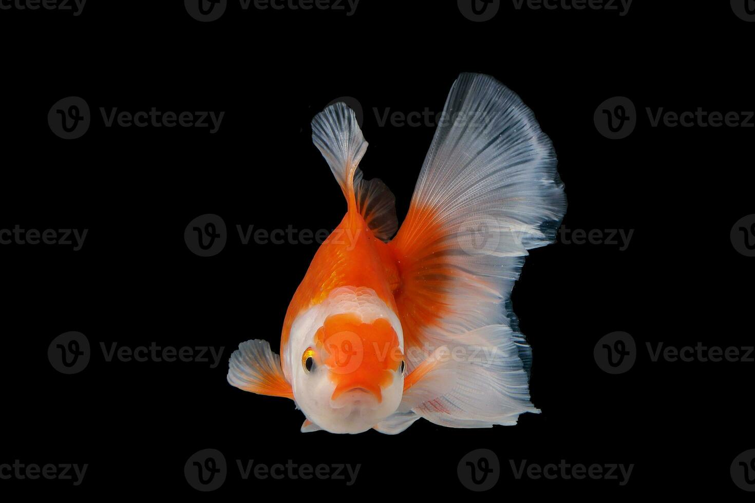 Pet yellow white gold fish with long flowery wave tail swimming in aquarium water on black background photo