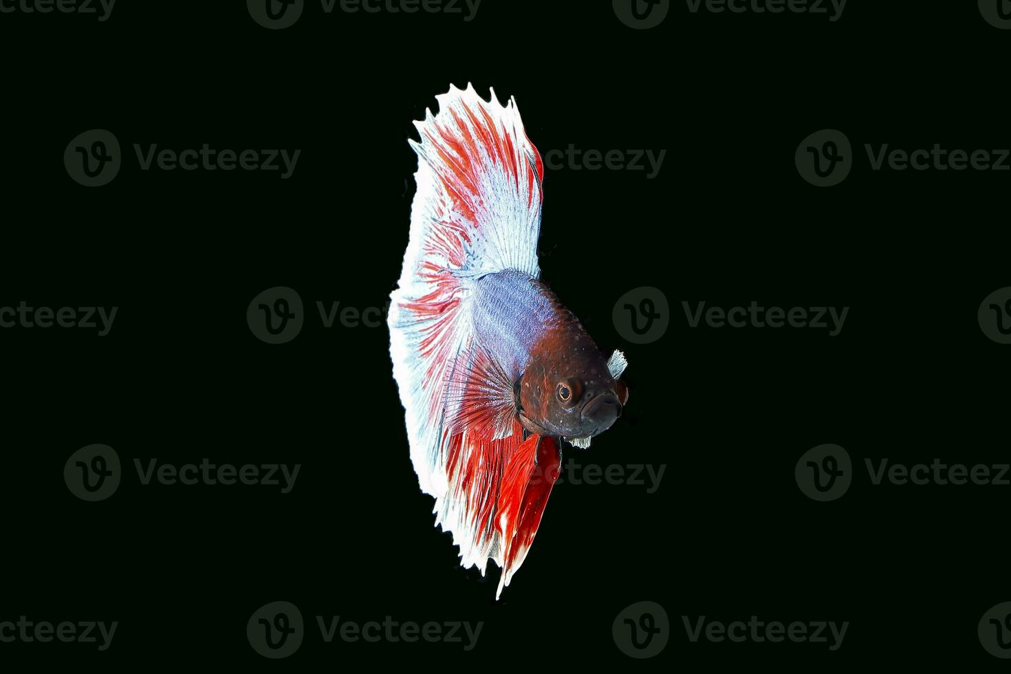 Colourful Beta fighter fish photo