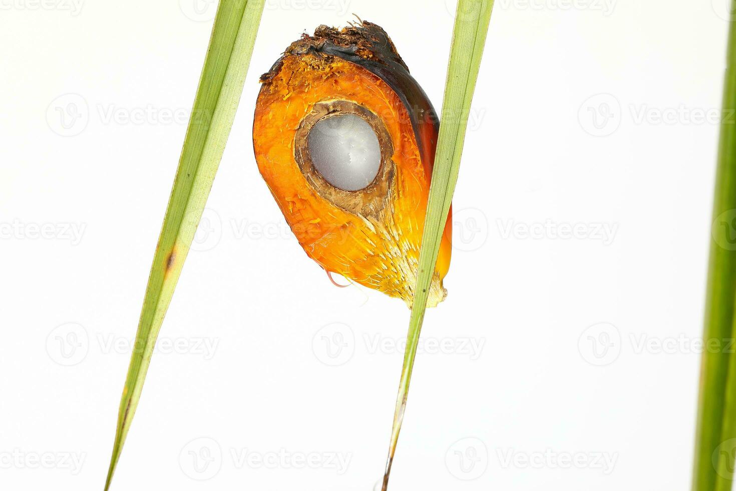 Oil Palm Fruit Product photo