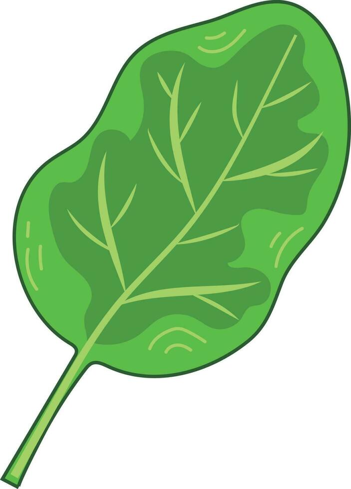 Fresh Green Spinach Leaf Vegetable vector