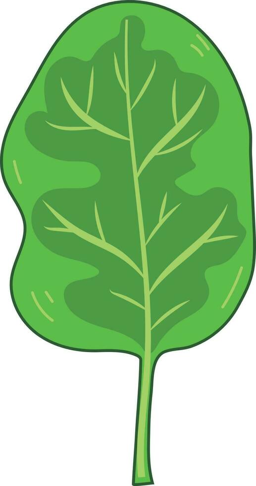 Fresh Green Spinach Leaf Vegetable vector