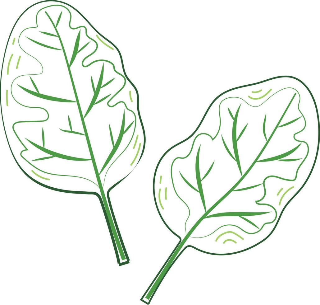 Fresh Green Spinach Leaf Vegetable vector