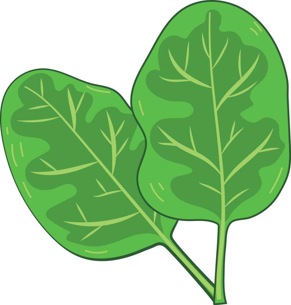 Fresh Green Spinach Leaf Vegetable vector