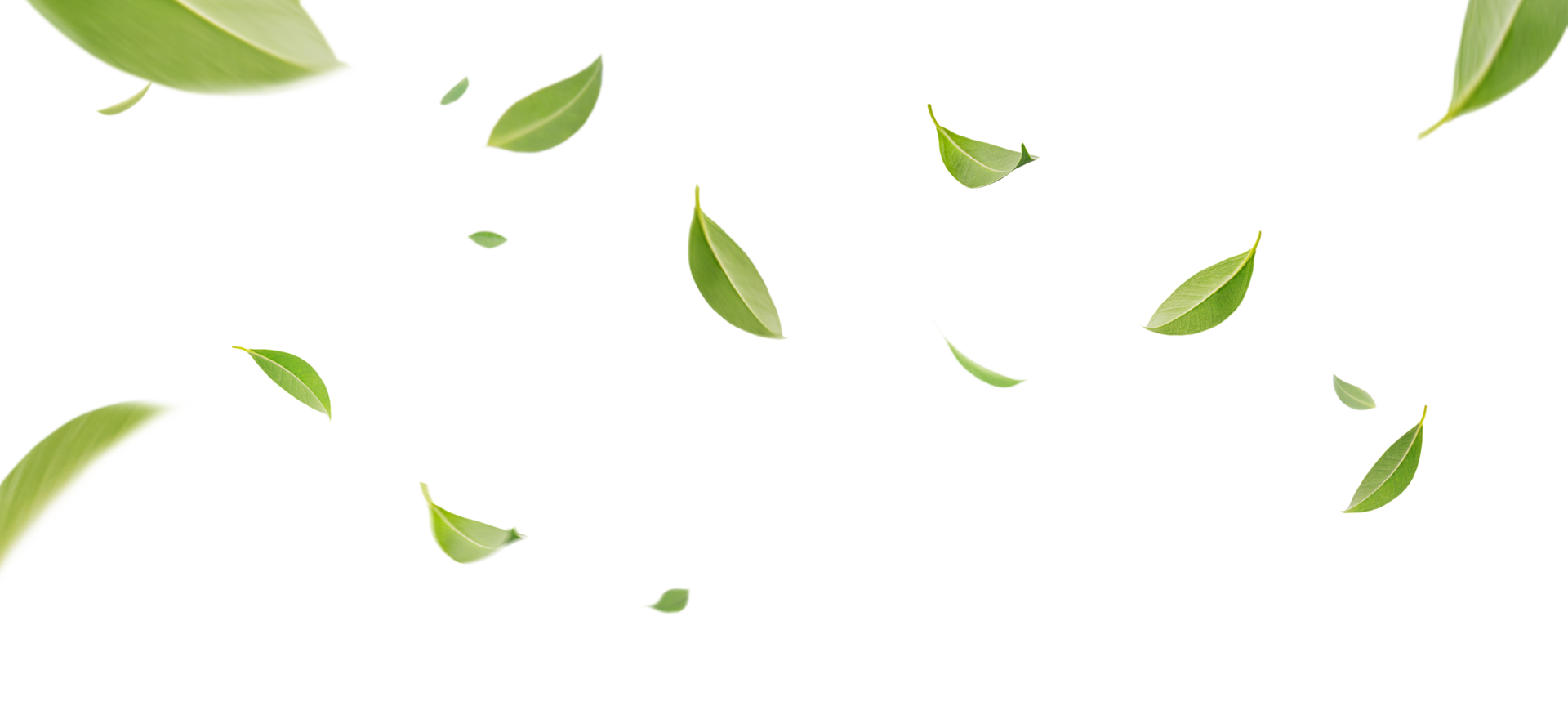 Green Tea Leaves Png