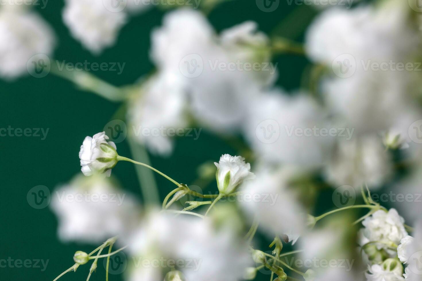 Small white busy baby breath flower bunch on green background photo