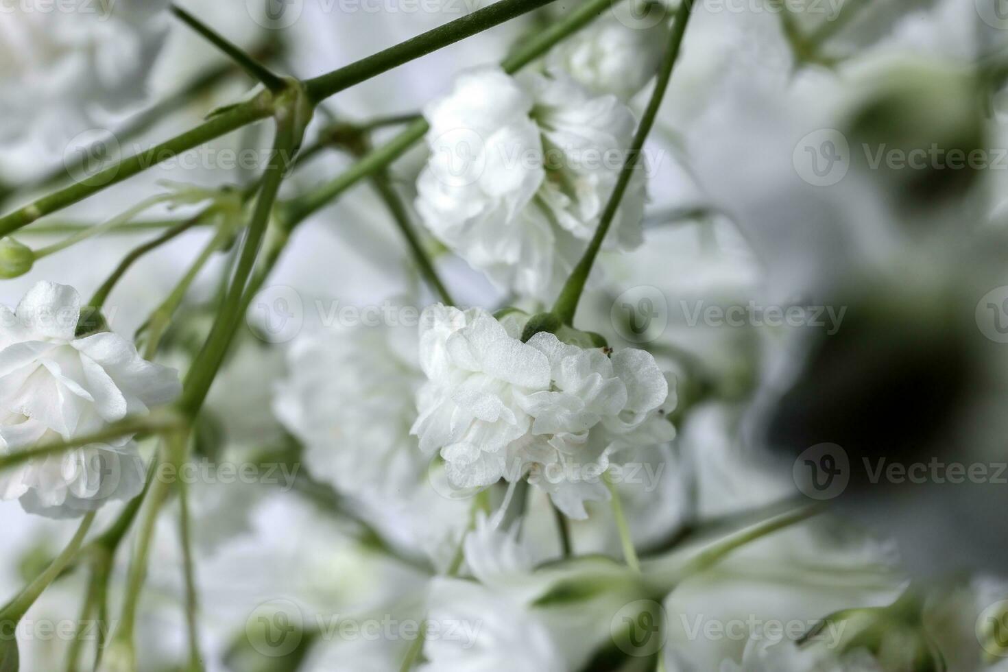 Small white busy baby breath flower bunch on white background photo