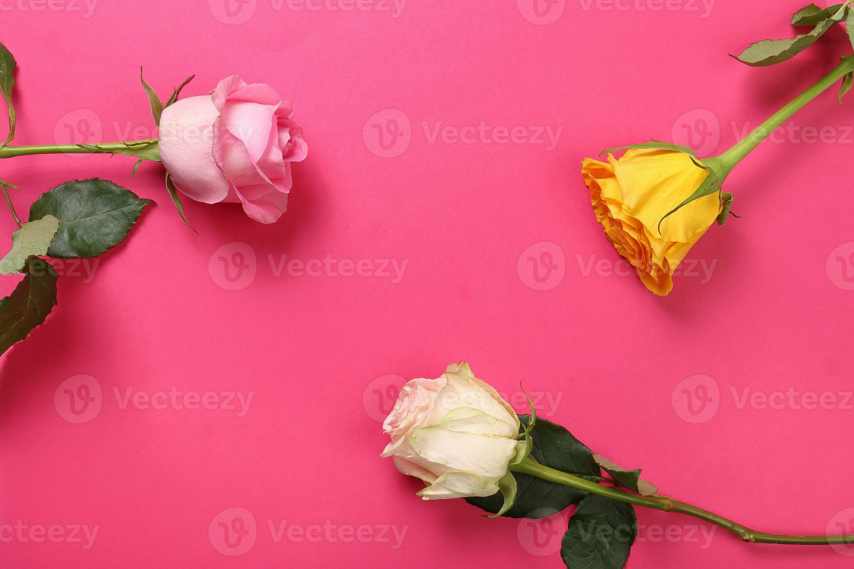Colorful variety rose flower on white background light pinkish pink Colorful variety rose flower on white background light pinkish pink