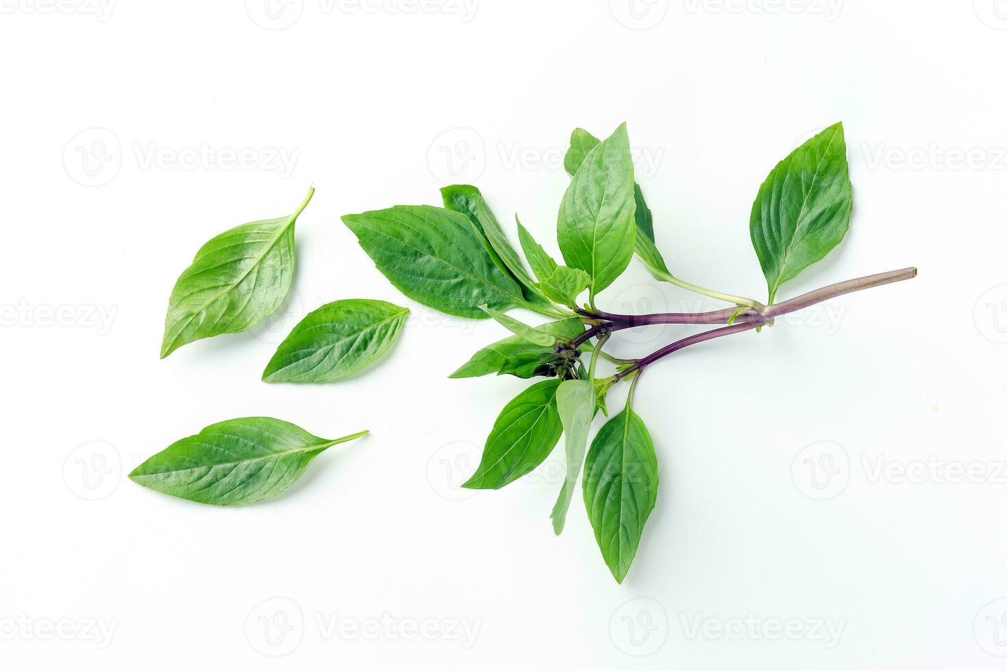 Asian Thai basil photo